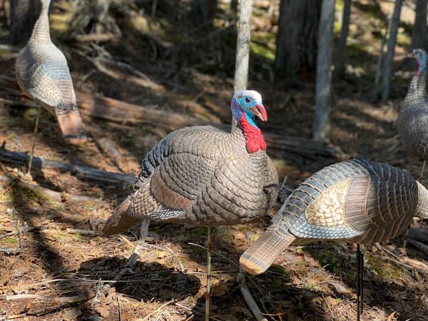 Realistic-looking decoys, like these ones made by HS Strut, matter.
