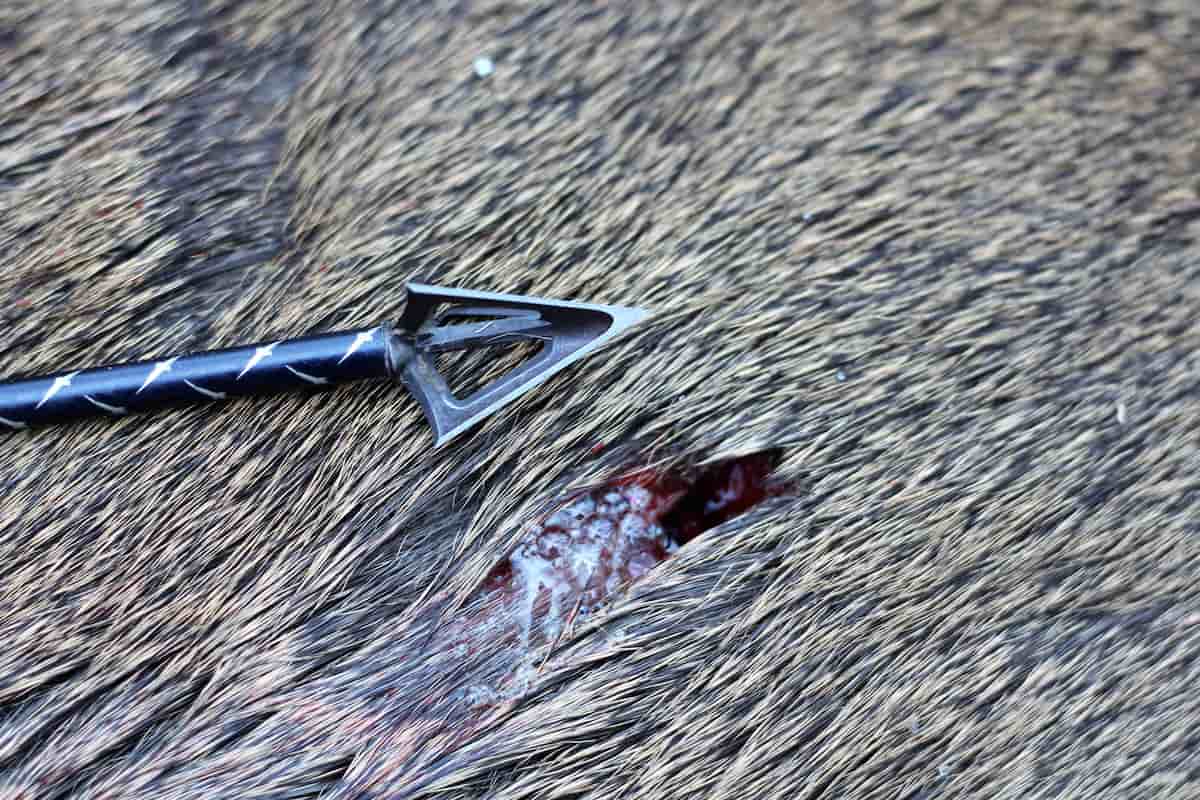 Fixed blade broadheads are generally tougher than mechanicals, and those with replaceable blades.