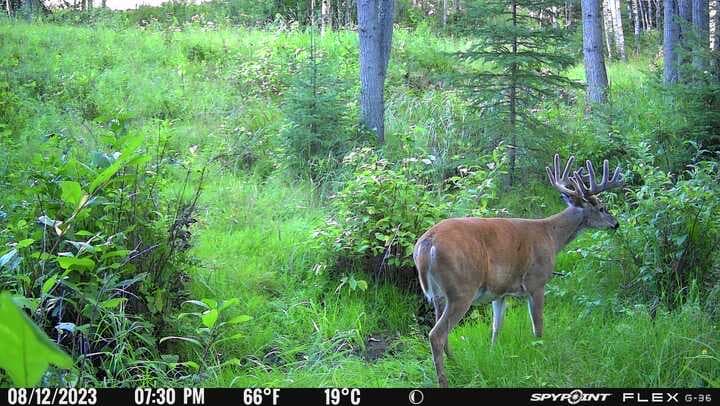 trail can footage of deer walking through the woods.